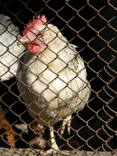 罗纳尔多在 罗纳尔多在